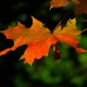 Autumn Leaf | Change of Seasons