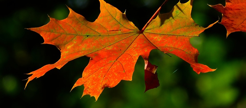 Autumn Leaf | Change of Seasons